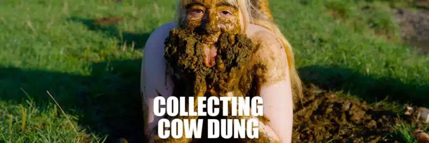 Collecting Cow Dung